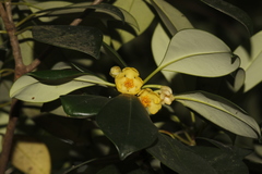 Ternstroemia