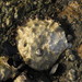 Pacific Flat Oyster - Photo (c) stonebird, some rights reserved (CC BY-NC-SA)