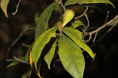 Ficus pyriformis