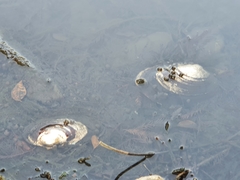 Nodularia douglasiae