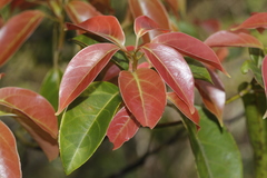 Cinnamomum parthenoxylon