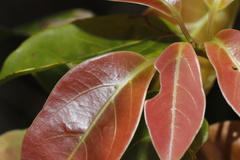 Cinnamomum parthenoxylon