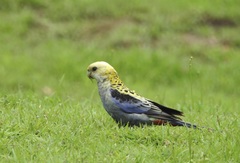 Pale-Headed Rosella photo 4