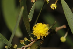 Acacia confusa