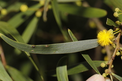 Acacia confusa