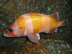Flag Rockfish photo 3