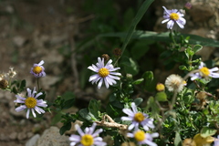 Felicia erigeroides