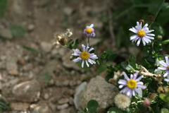 Felicia erigeroides
