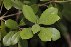 Litsea rotundifolia
