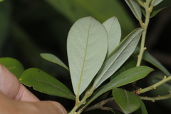 Litsea rotundifolia