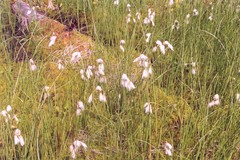 Eriophorum gracile