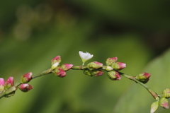 Persicaria pubescens