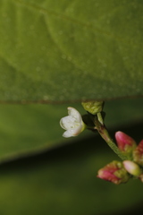 Persicaria pubescens