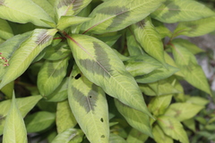 Persicaria pubescens