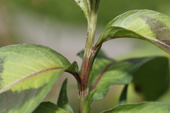 Persicaria pubescens