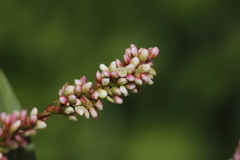 Persicaria kawagoeana