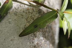 Persicaria kawagoeana