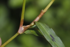 Persicaria kawagoeana