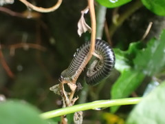 Ommatoiulus sabulosus aimatopodus