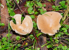 Singerocybe clitocyboides