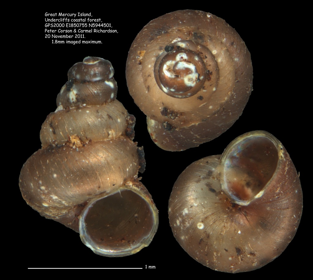 Cytora torquillum
