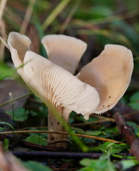 Singerocybe clitocyboides