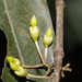 Aidia canthioides - Photo (c) Chan Kam Kong, algunos derechos reservados (CC BY-NC), subido por Chan Kam Kong