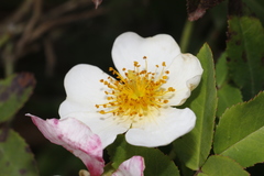 Rosa lucieae