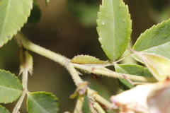 Rosa lucieae