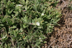 Delosperma ecklonis