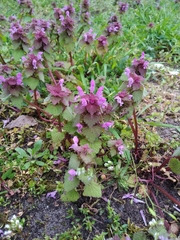 Lamium purpureum