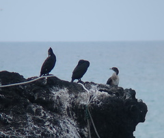 Phalacrocorax capillatus