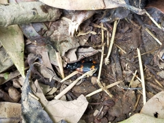 Nicrophorus nepalensis