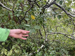 Pittosporum huttonianum