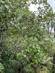 Pittosporum huttonianum