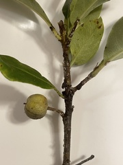 Pittosporum huttonianum