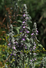 Stachys viticina