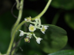 Cocculus orbiculatus