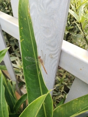 Neurothemis fluctuans
