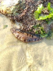 Holothuria impatiens