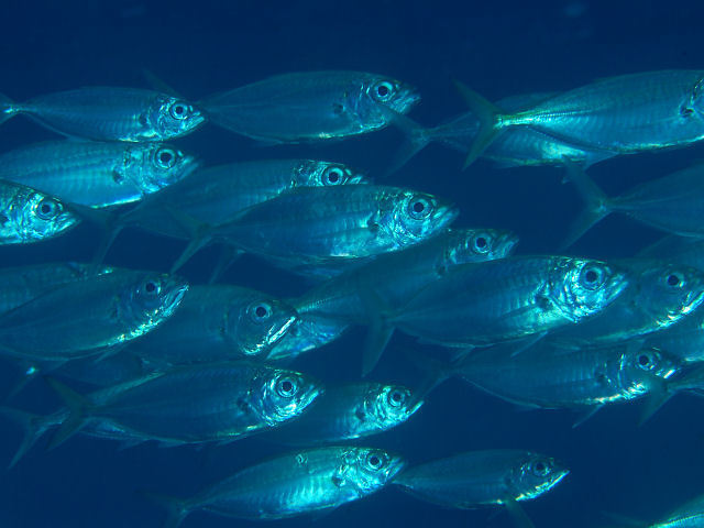Bigeye scad
