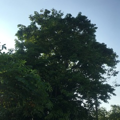Pterocarpus indicus