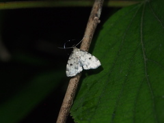Paurophylla