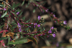 Lythrum tribracteatum