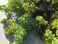 Oncosiphon sabulosus