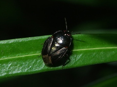 Macroscytus