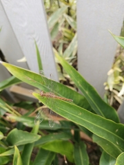 Neurothemis fluctuans
