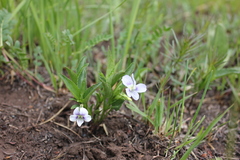 Viola stagnina