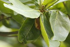 Myotis formosus flavus