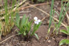 Viola stagnina